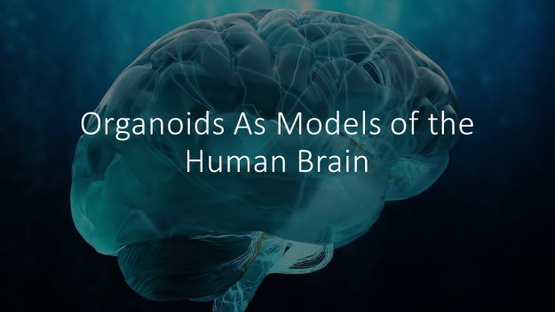 organoids as models of the human brain